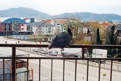 Bursa'da lodostan bu kez tavuk uçtu! 4. kat balkonuna kondu