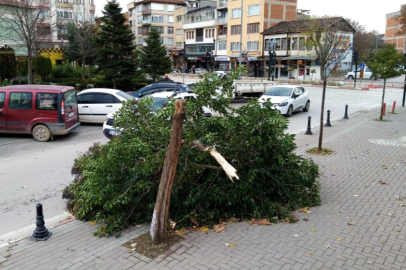  Bursa'da şiddetli lodos ağacı yerle bir etti