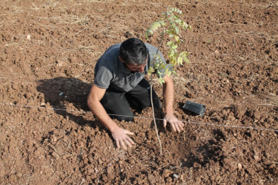 Mardinli çiftçiler sertifikalı fıstık ağaçlarını toprakla buluşturdu