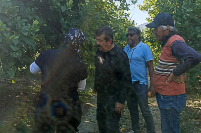 Muğla'da limon ve greyfurt bahçeleri incelendi