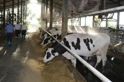 Edirne, Türkiye'nin damızlık düve üretim merkezi olacak