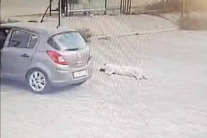 Muğla'da köpeği çiğneyen sürücü serbest kaldı