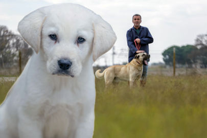 Safkan akbaş ve Kangal köpeklerinin geni Bursa'da korunuyor