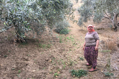 Günlük 3 bin liraya çalışacak zeytin işçisi bulunamıyor