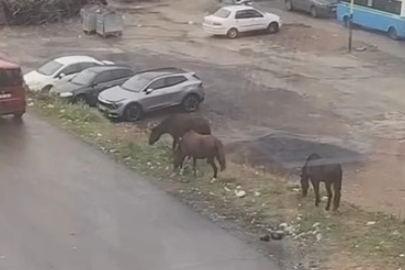 Tekirdağ'da sürücüler, başıboş atları görünce şaşırdı