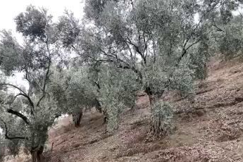 Günlük 3 bin liraya çalışacak zeytin işçisi bulunamıyor