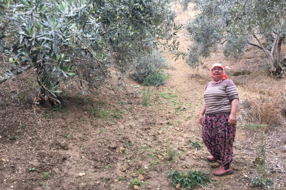 Günlük 3 bin liraya çalışacak zeytin işçisi bulunamıyor