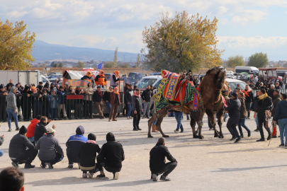 Saruhanlı'da deve güreşleri festivali büyük ilgiyle karşılandı