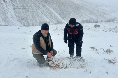 Soğuk ve tipi nedeniyle 200 küçükbaş dağda telef oldu