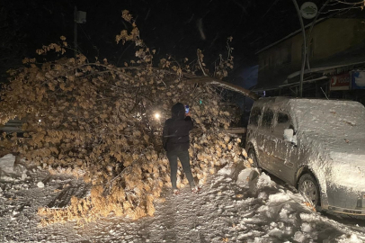 Tunceli'de fırtına etraftaki ağaçları devirdi