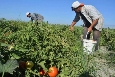 Adana'da açık alanda yetiştirilen güz domatesinde hasat başladı