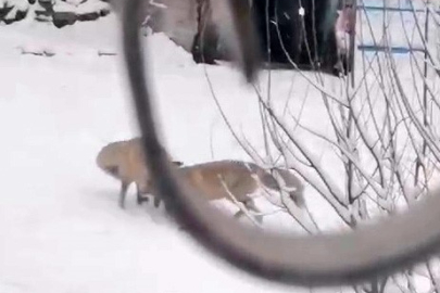 Erzurum'da tilkiler ilçe merkezine indi