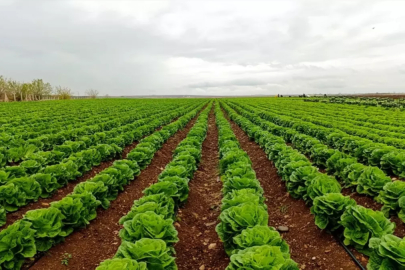 Alternatif olarak yetiştirilen marulda hasat başladı