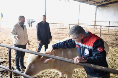 Balıkesir’de manda sayısı artmaya devam ediyor