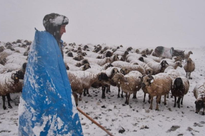 Erzincan’da aniden kar bastırdı, hayvanlar kamyonla nakledildi