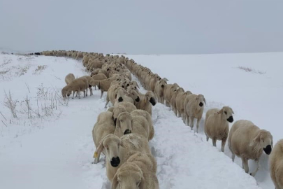 Sivas'ta yüzlerce koyun donmaktan son anda kurtuldu