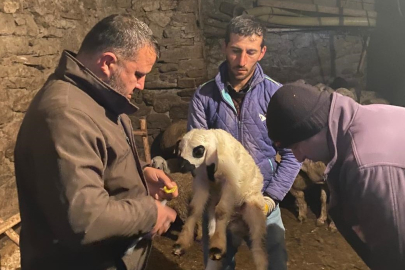 Küçükbaş hayvanlar sağlık taramasından geçiriliyor