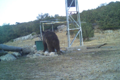 Manisa'da ilk kez boz ayı görüntülendi