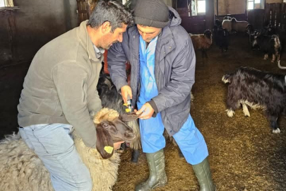 Güroymak'ta küçükbaş hayvanlar için aşı ve küpe çalışmaları sürüyor