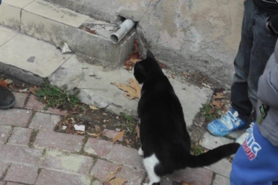 Sıkışan yavrusunu kurtarılıncaya kadar bekleyen kedi kalpleri ısıttı