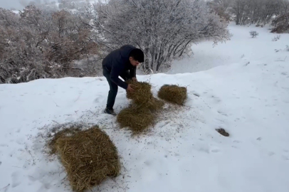 Yaban hayvanları için doğaya yem bırakıldı