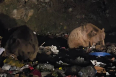 Erzurum'da tilki ve boz ayı görüntülendi