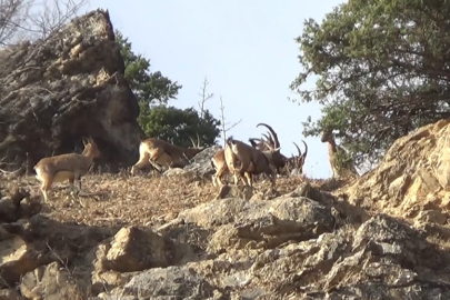 Koruma altındaki yaban keçileri Tunceli’de görüntülendi