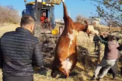 Kuyuya düşen inek kurtarıldı