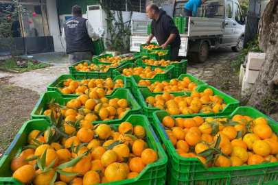 Mandalina üreticilerine belediyeden destek