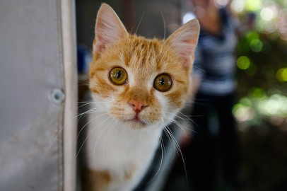 Acıkan kedi marketten simit çaldı: O anlar kameralara yansıdı