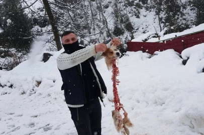 Artvin'de aç kalan kurtların yediği köpekten geriye sadece kemikleri kaldı!