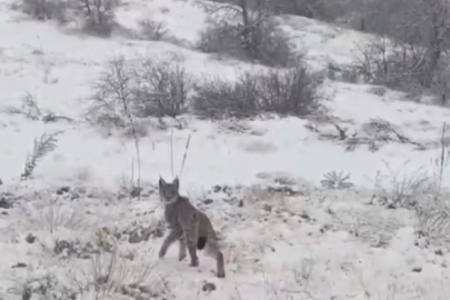 Nesli tükenme tehdidi altında olan vaşak Erzincan'da görüldü