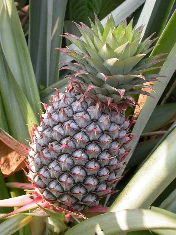 ANANAS SİRKESİ FAYDALARI