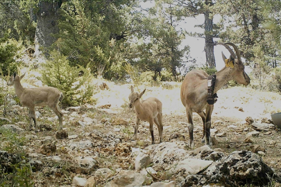 Burdur'da Karanlıkdere Kanyonu'na bırakılan yaban keçilerinin popülasyonu arttı