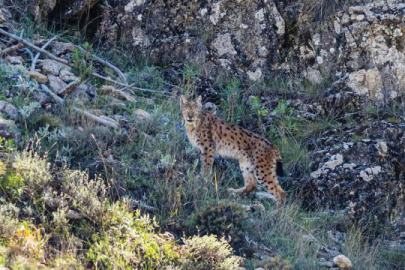 3 Anadolu vaşağı, Antalya'daki bir yayla evinin güvenlik kamerasınca görüntülendi