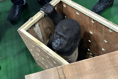 İstanbul'da nesli tükenmek üzere olan "goril yavrusu" ele geçirildi