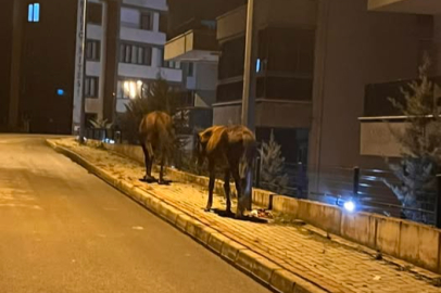 Bursa’da başıboş 2 at günlerdir sokak aralarında geziyor