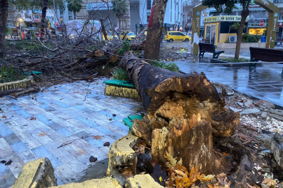 Antalya’da fırtına asırlık çınar ağacını devirdi