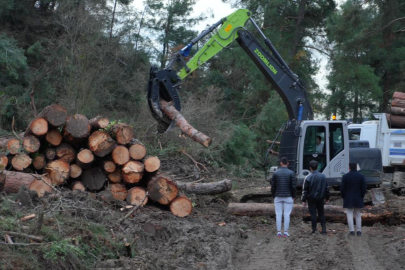 Bursa'da 100 dönümlük alandaki ağaçlar yenilenme gerekçesiyle kesildi