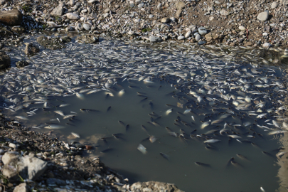 Seyhan Nehri'ne balıklar için can suyu bırakıldı