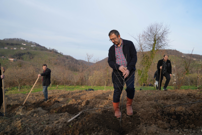 Bilim insanından kestane ağaçlarının çürümesini engelleyen buluş