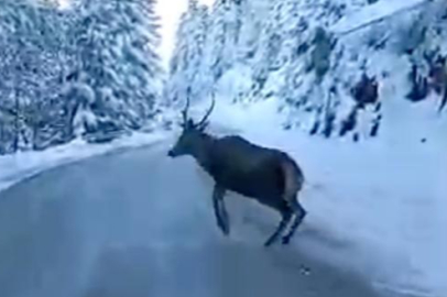 Nadir görülen kızıl geyik Bolu’da görüntülendi