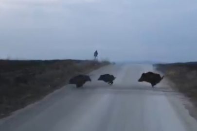 Çorum'da domuz sürüsü kamerada