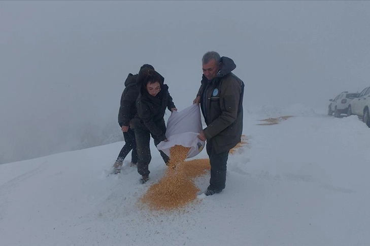 Yaban Hayvanları için Yem Bırakılması