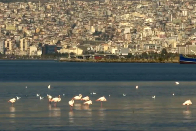 İzmir Körfezi'nde temizlik sonrası doğa canlandı