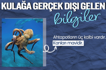 Kulağa tuhaf gelen gerçek dışı bilgiler