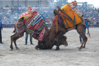 76. Germencik Deve Güreşi Festivali için geri sayım