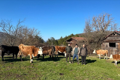 Bolu'da kaybolan büyükbaş hayvanlar bulundu