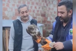 Bursa'da yaralı halde bulunan şahin tedaviye alındı