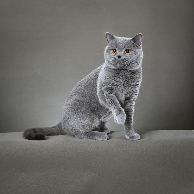 British Shorthair Kedisi